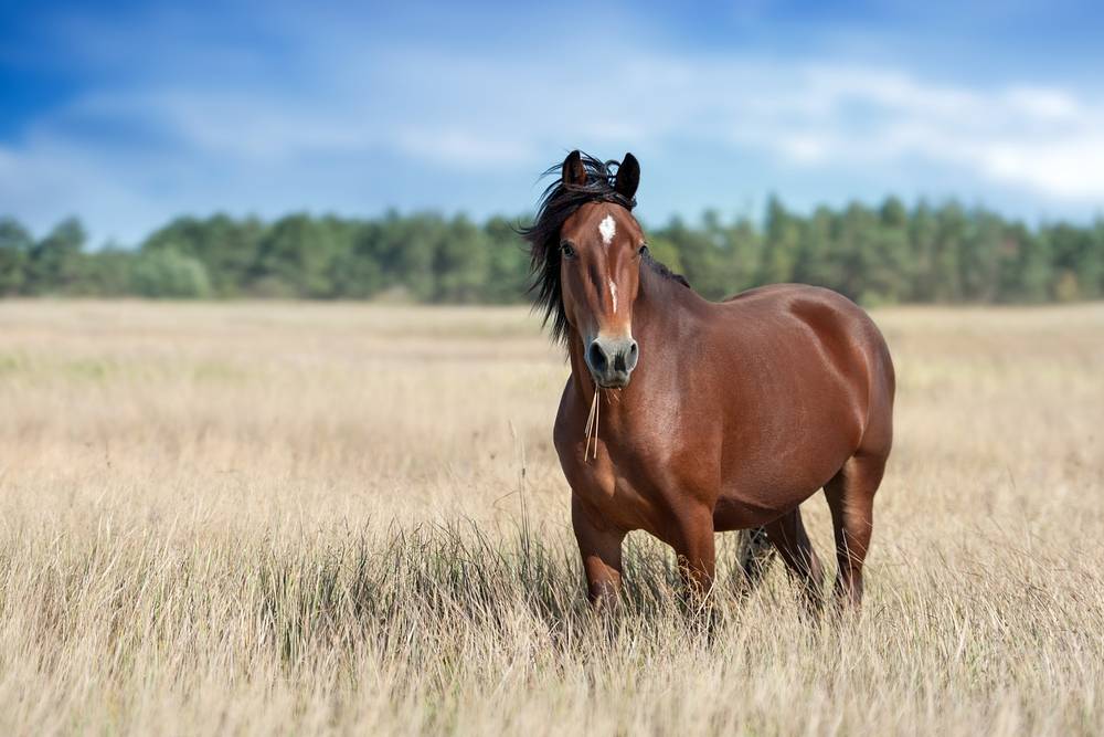 bay horse on summer yellow field