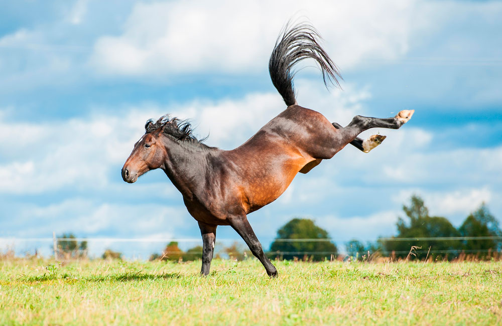 bay horse throwing hind legs in air