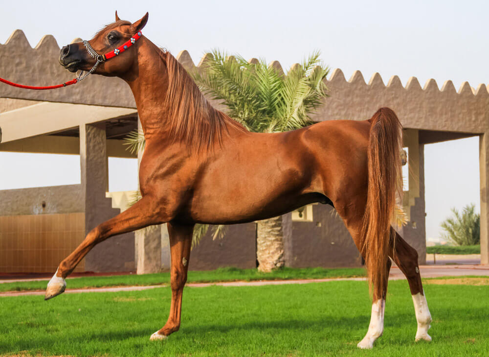 beautiful arabian horse is posing