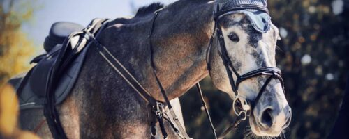 What Is a Horse Neck Strap and How to Use It?