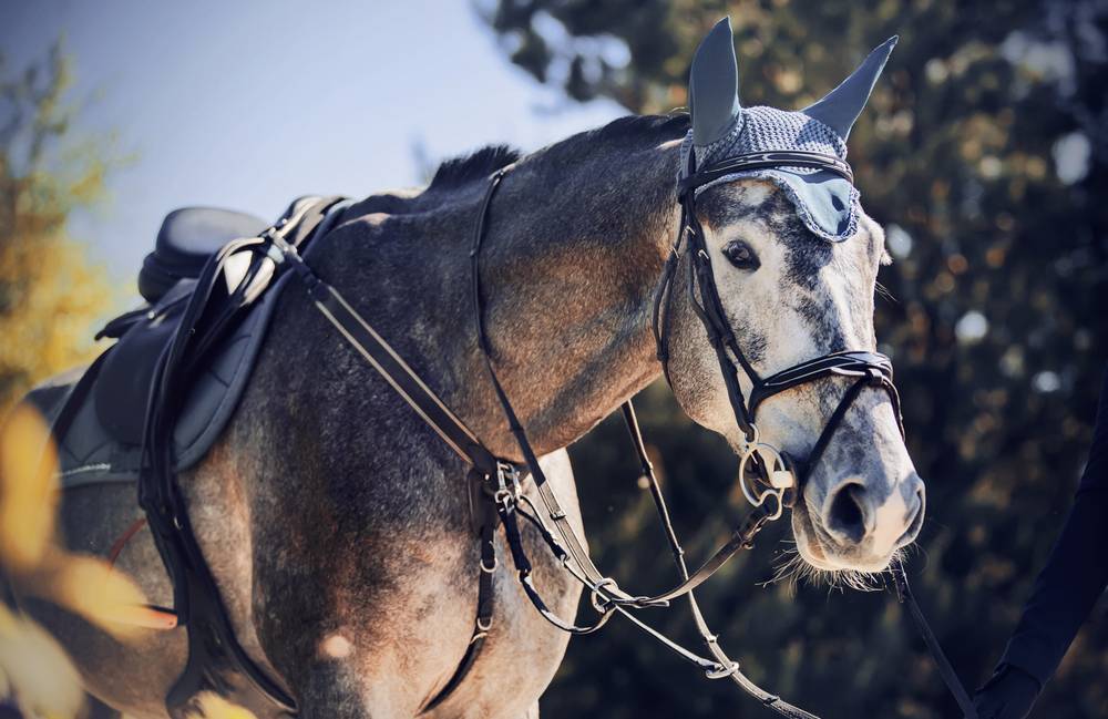 beautiful grey racehorse with neck strap