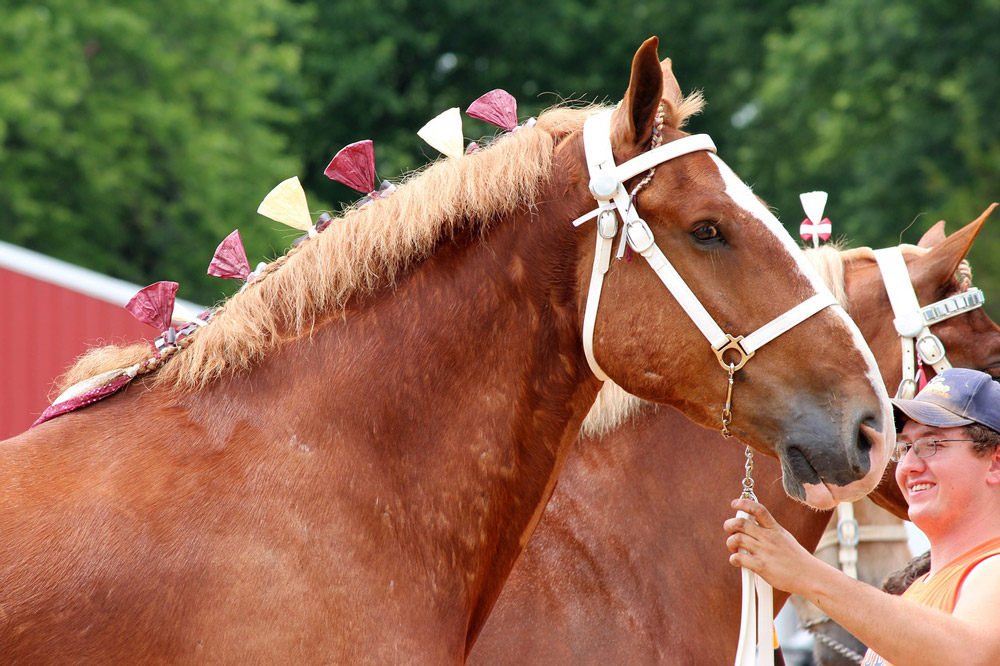 belgian draft horse with mane braids