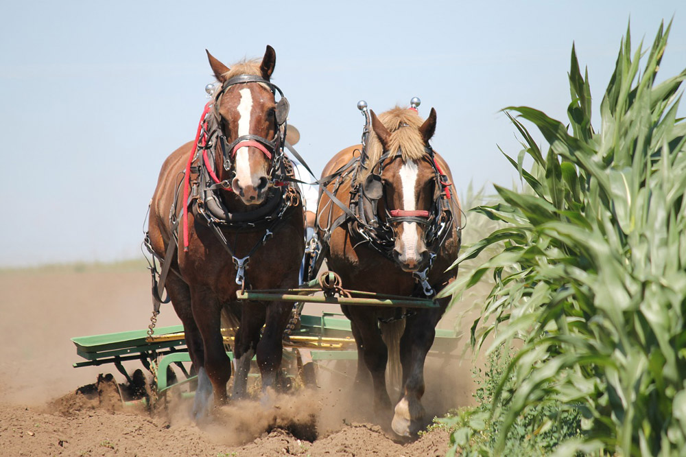 belgian horses are farm working