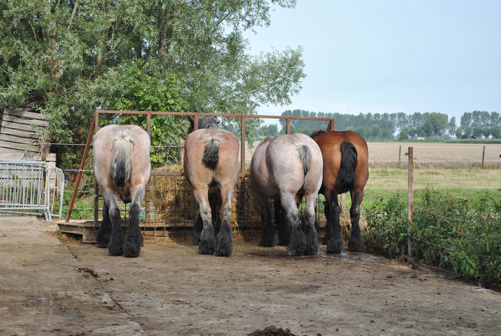 belgian horses back view