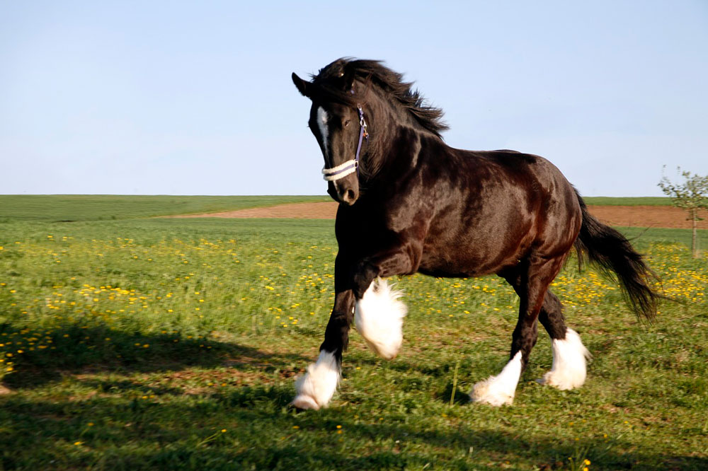 black Shire Horse is running