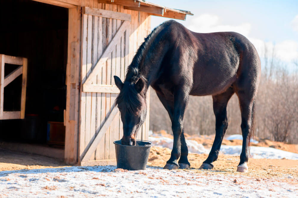 black horse is drinking water from a bucket