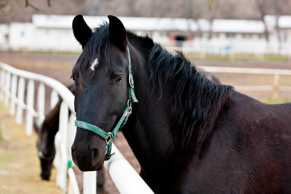 black horse is wearing a bridle