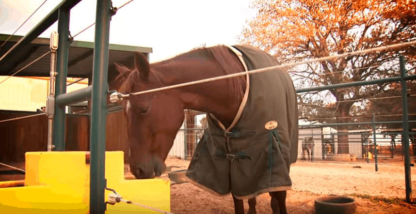 blanketed horse is drinking from yellow waterer