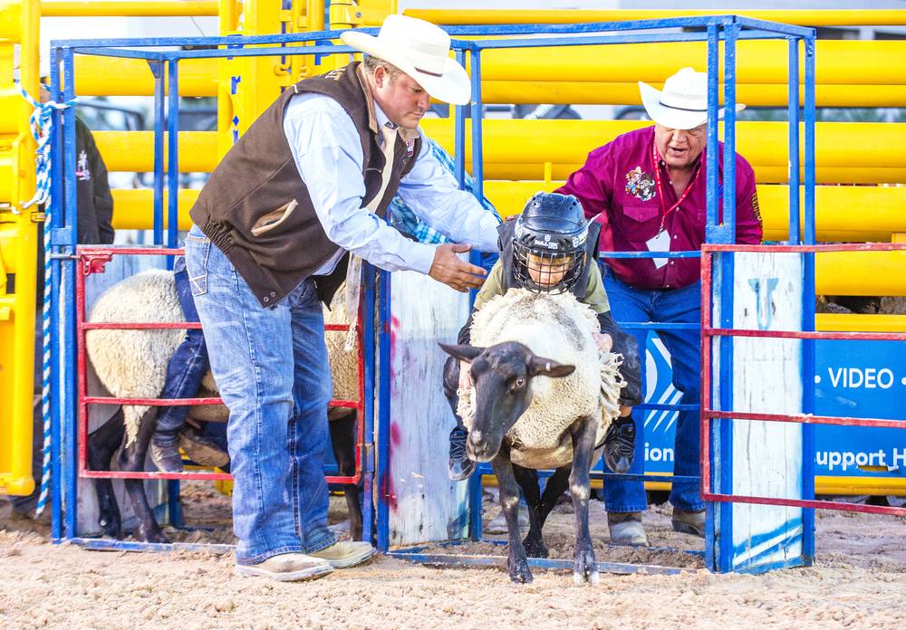 boy on mutton busting rodeo arena