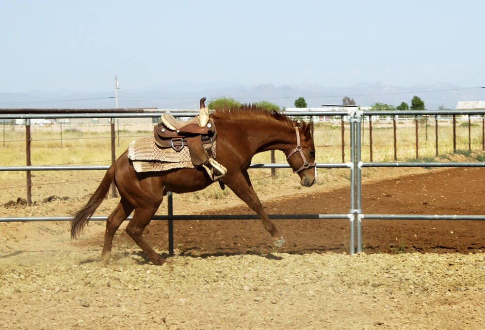 breaking in a horse with a saddle