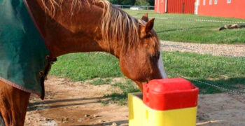 5 Best Automatic Horse Waterer with Heater Review