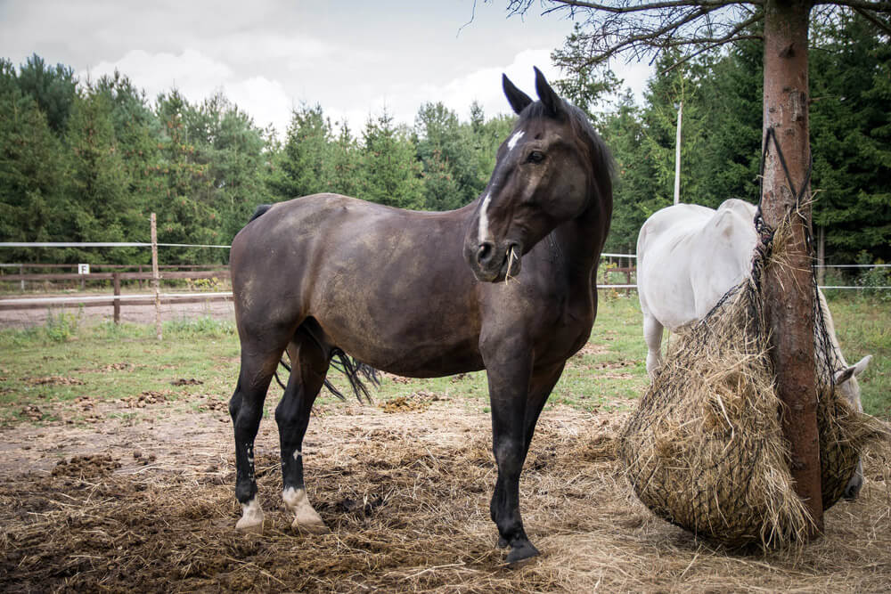 brown horse is eating hay