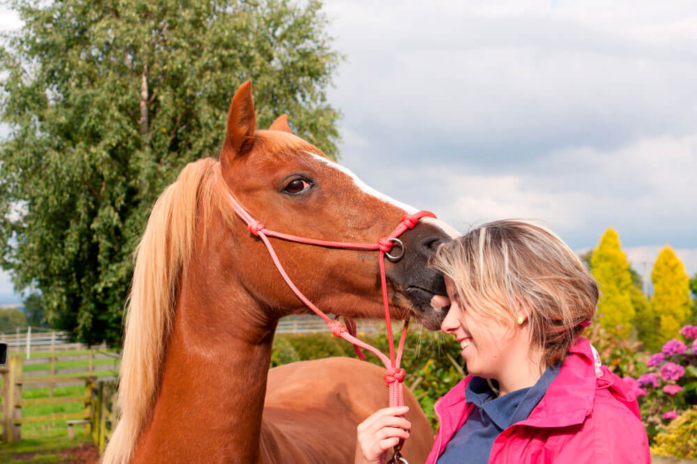 brown horse is kissing a woman