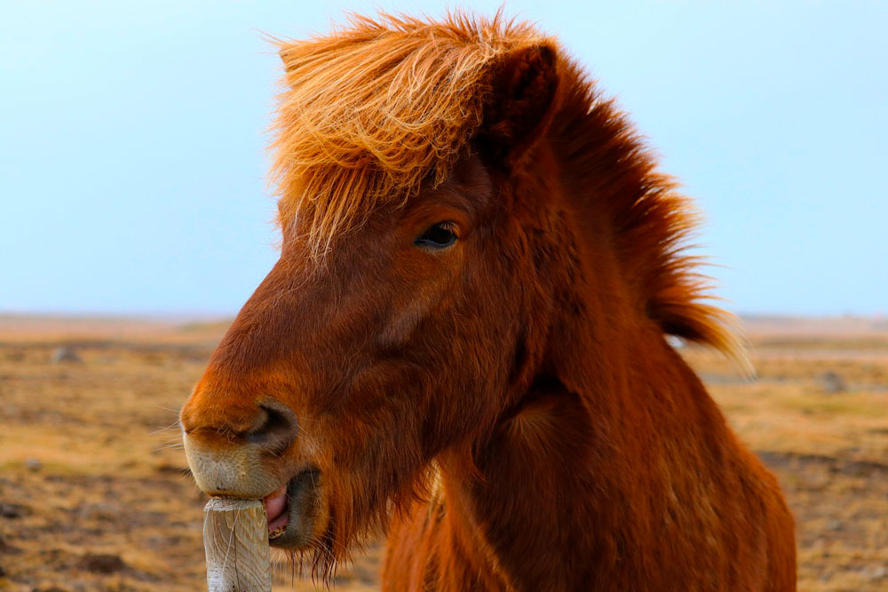 brown horse is licking wooden post