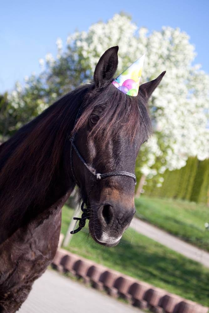 brown horse wearing birthday hat