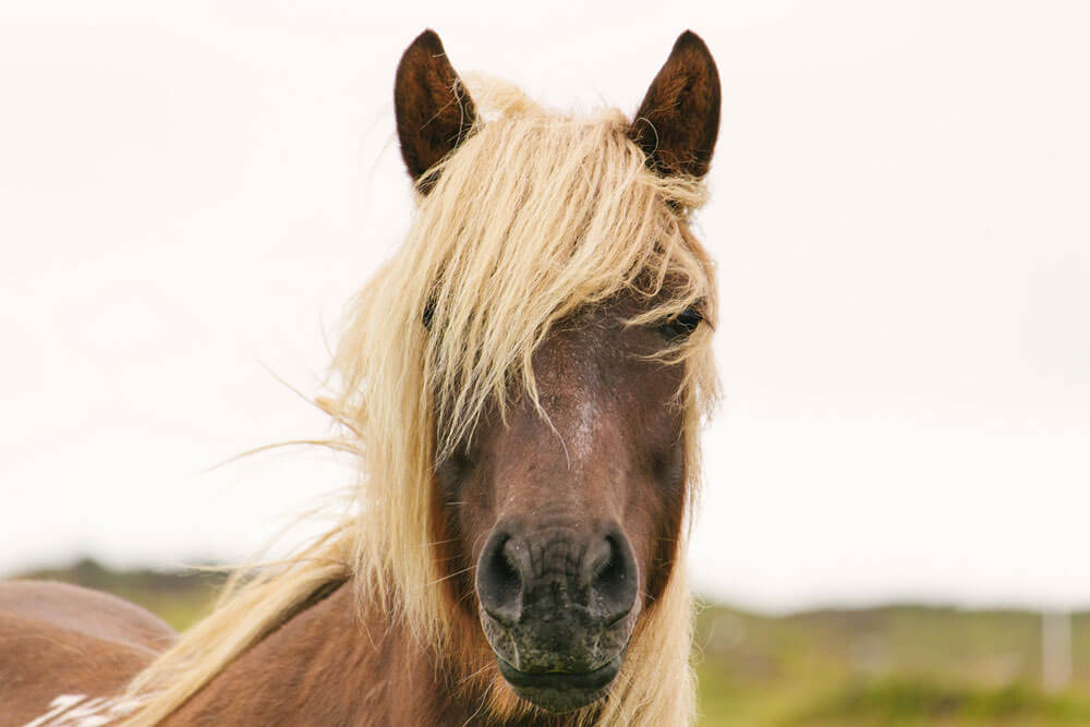 brown horse with white mane close up