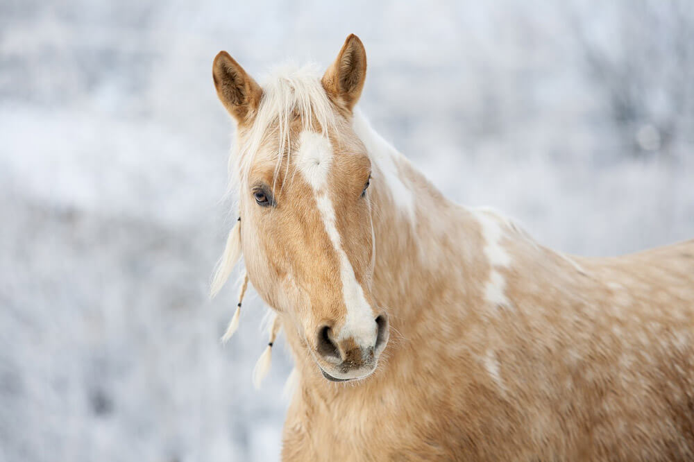 buckskin horse close up