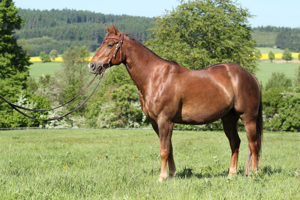 calm quarter horse bridled