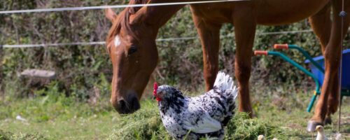 Can Horses Eat Chicken Feed?