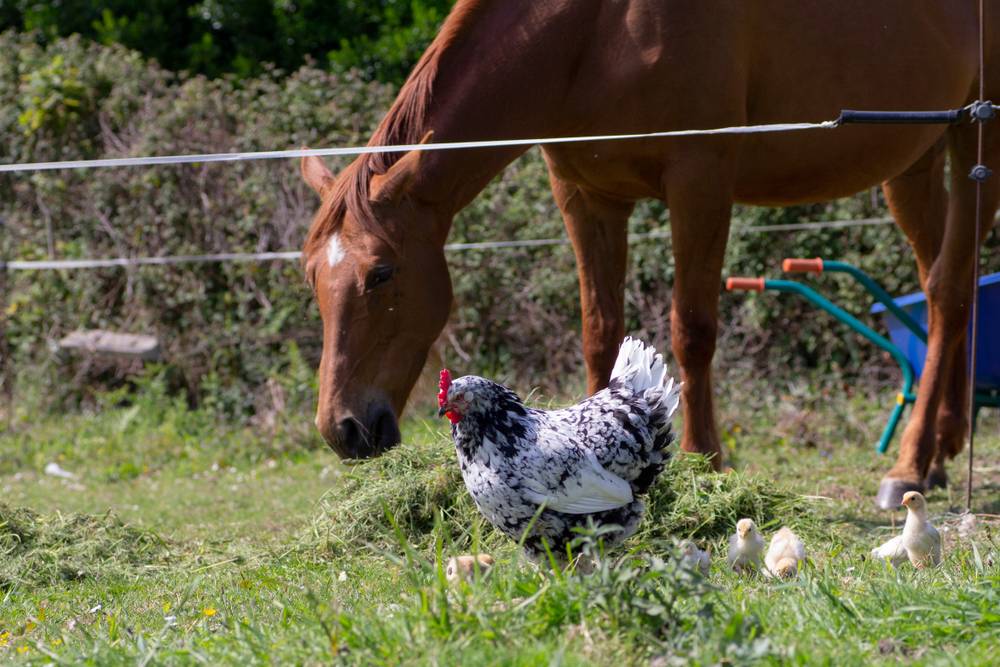 can horses eat chicken feed