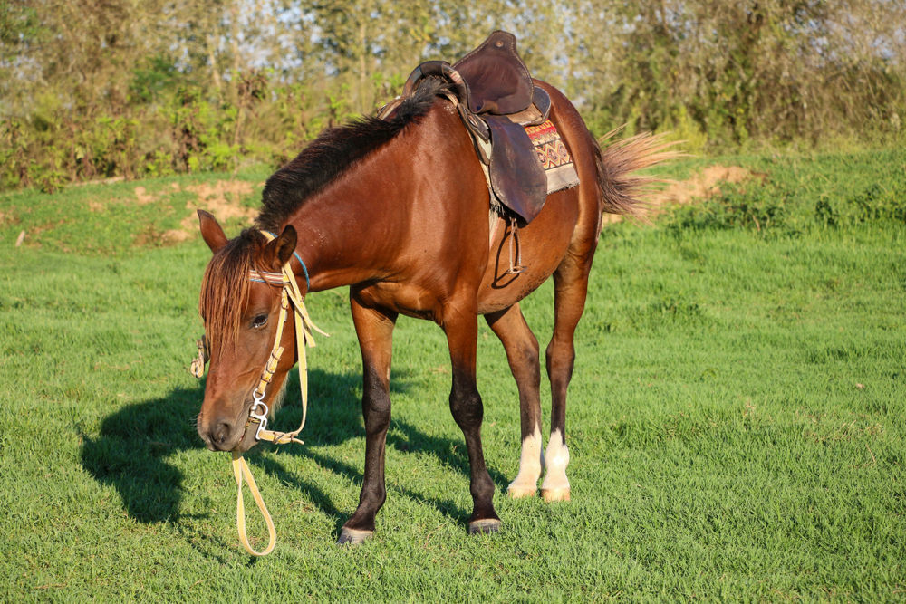 caspian horse breed