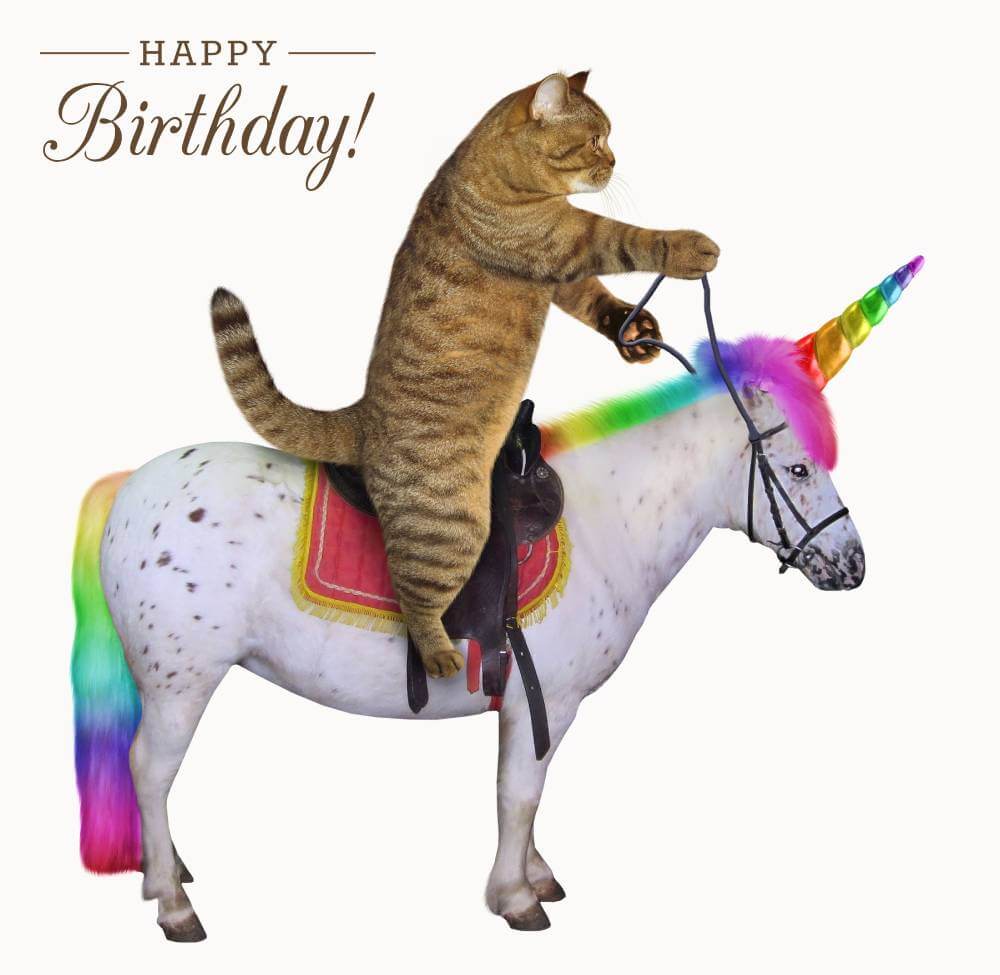 cat riding rainbow unicorn