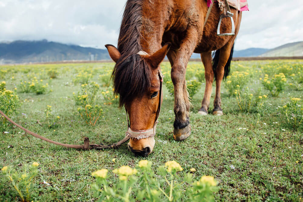 chestnut horse is grazing