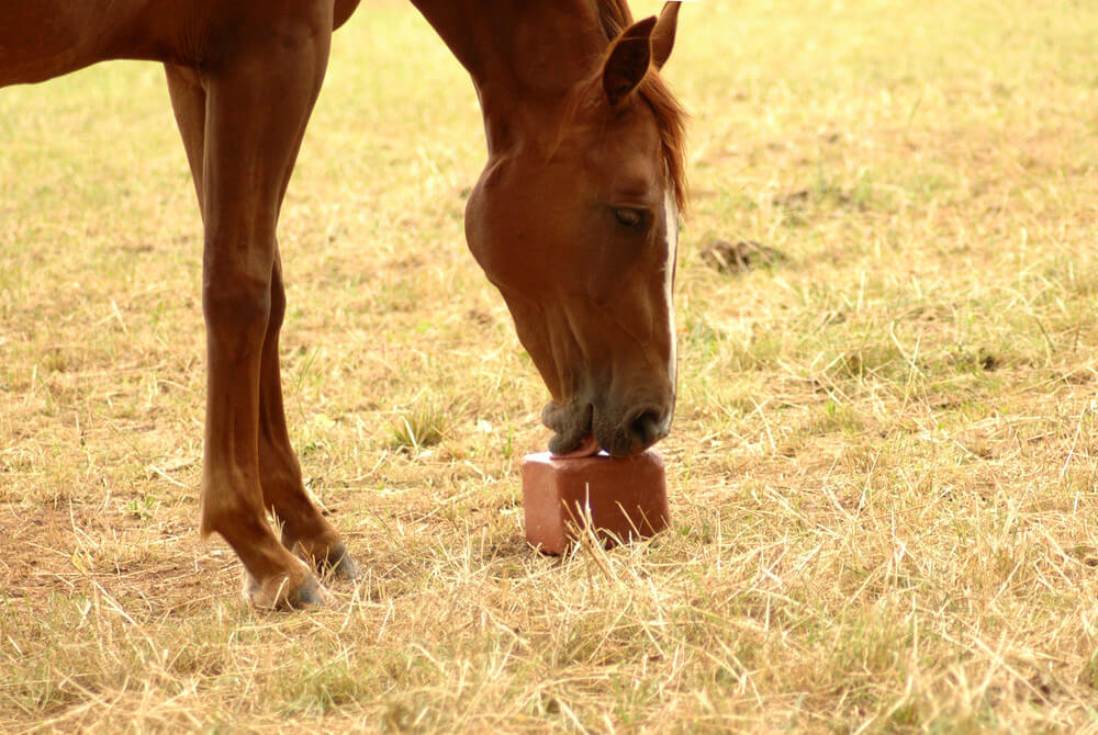 chestnut horse is licking a salt block on the ground
