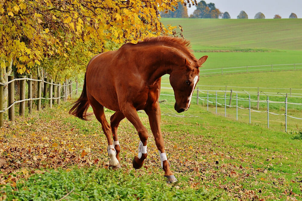 chestnut horse is running around