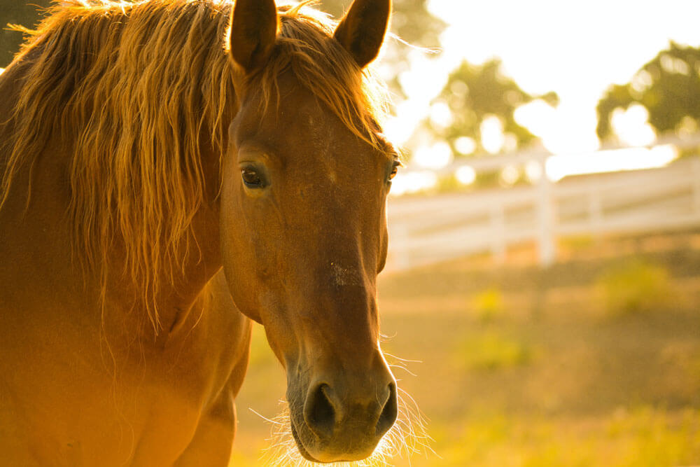 chestnut horse is standing at sunset