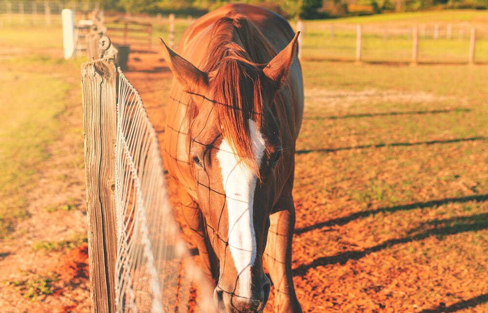 chestnut horse is walking along the fence