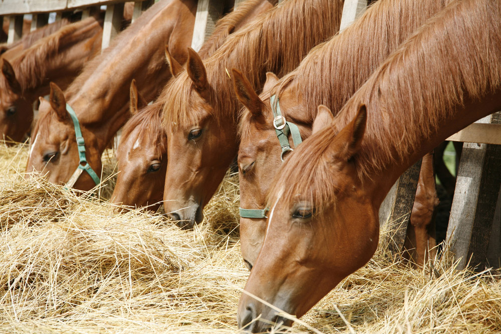 chestnut horses are grazing hay