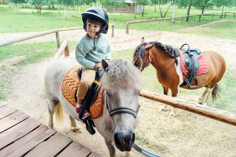child riding a miniature horse