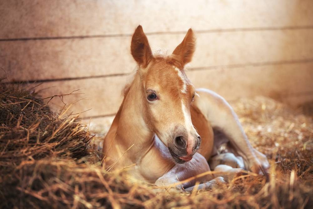 cloned haflinger foal