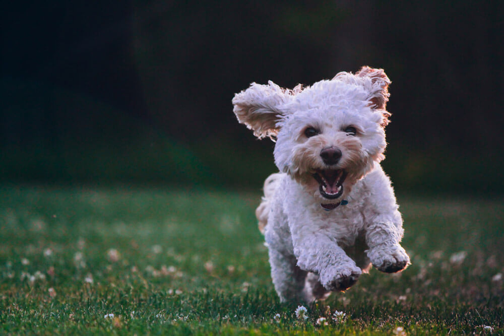 cockapoo is having fun at the park