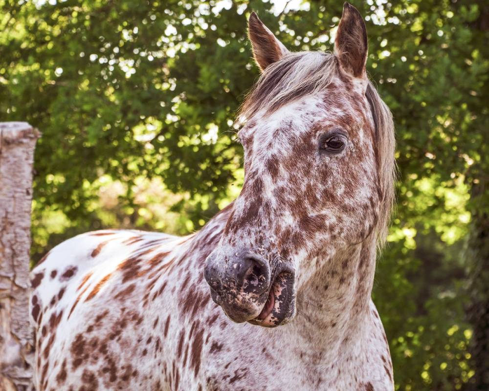 colorado ranger horse brown spots