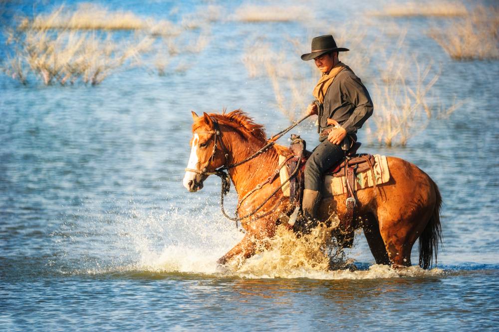 cowboy riding horse in water