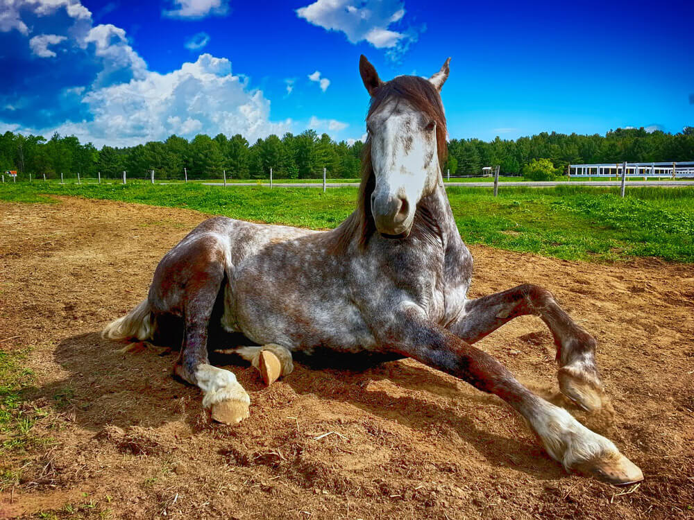 cute horse laying on ground