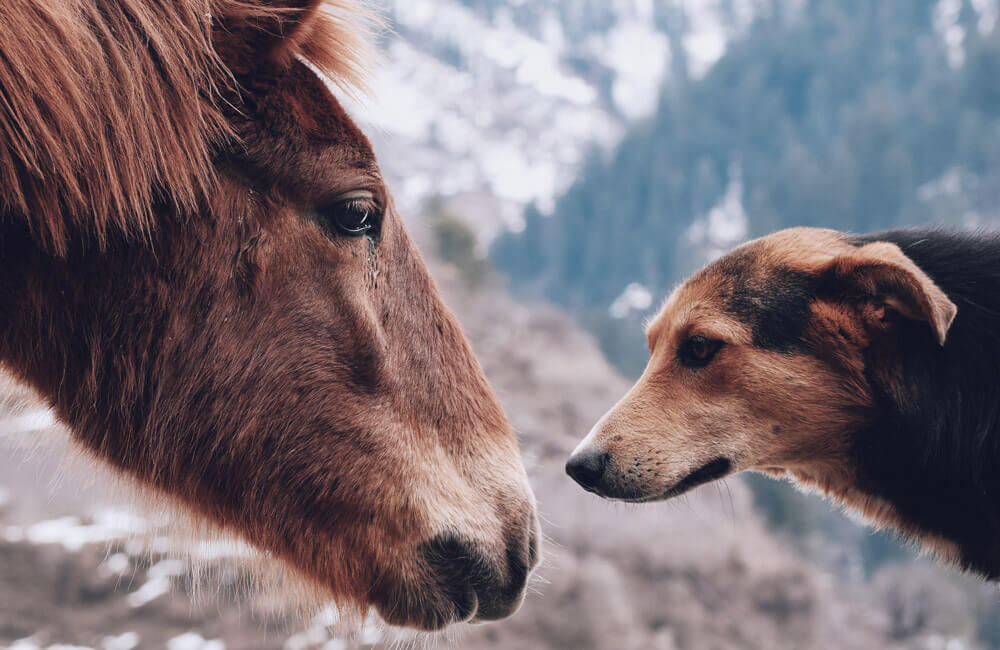 dog and horse staring at each other
