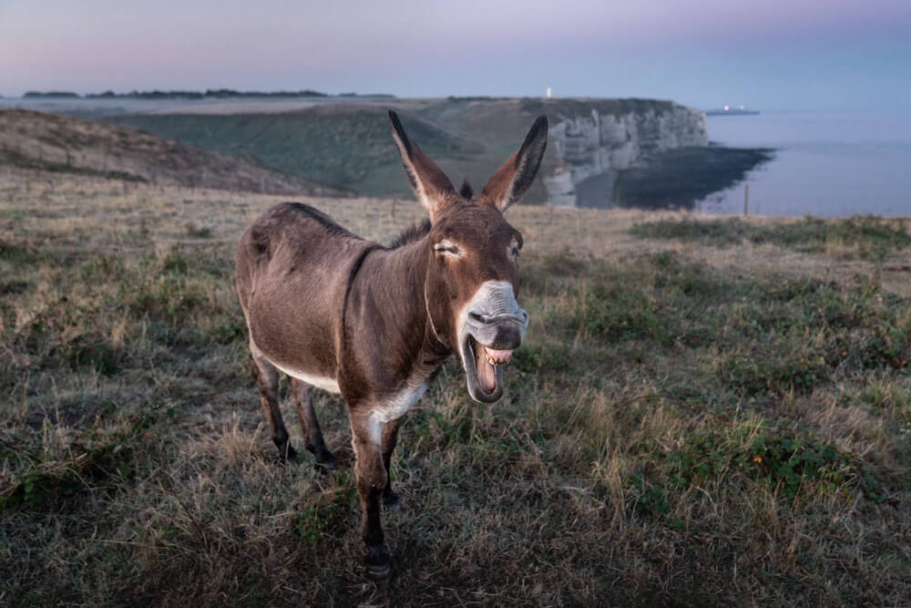 donkey is smiling in the field