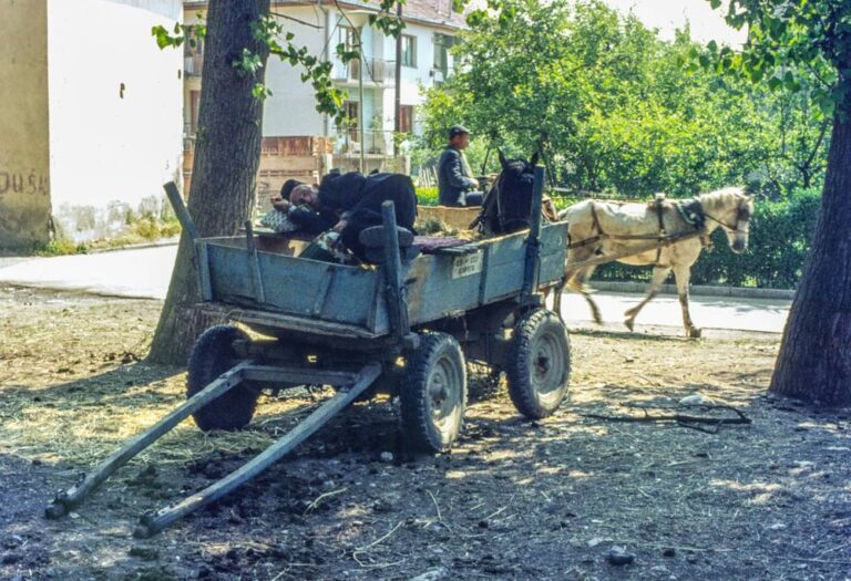 Can You Get a DUI on a Horse Drunk? • Horsezz