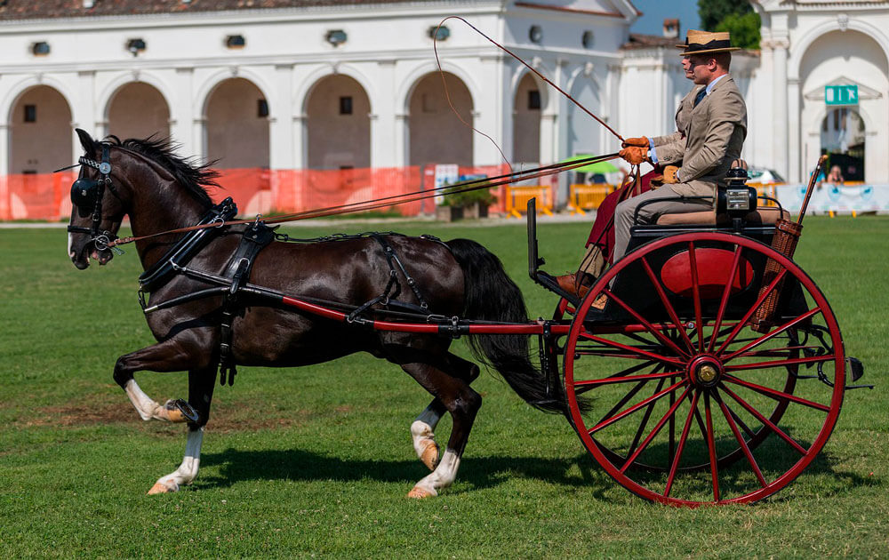 equestrian sport pleasure driving