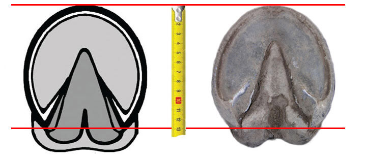 equine jogging shoe measure length