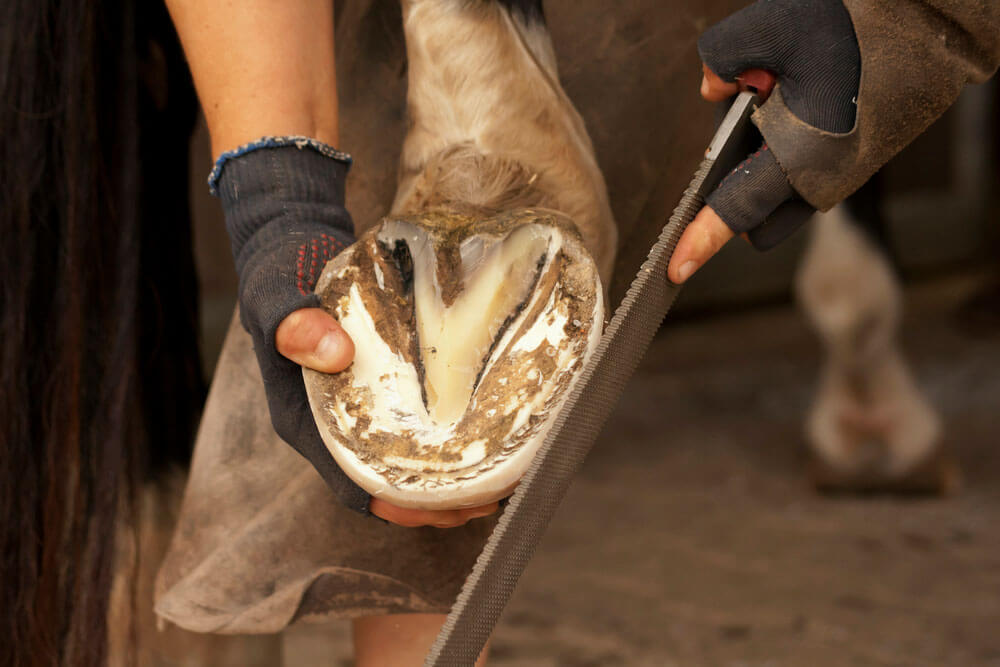 farrier is cleaning the horse hoof