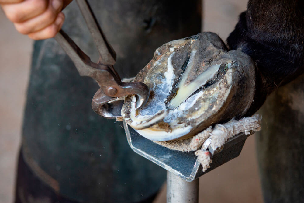 How Much Do Farriers Make? • Horsezz