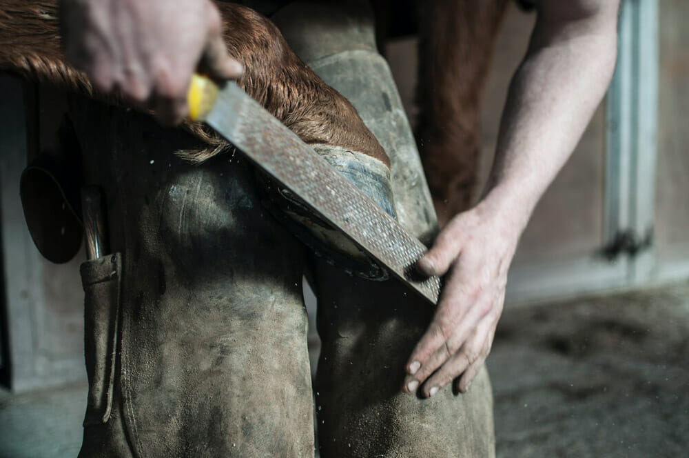 farrier is shoeing a horse