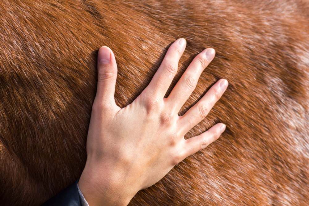 female hand stroking a brown horse