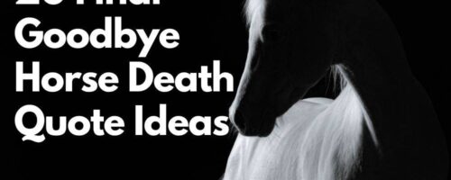 20 Final Goodbye Horse Death Quote Ideas