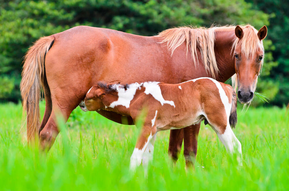 foal is suckling from mare in pasture