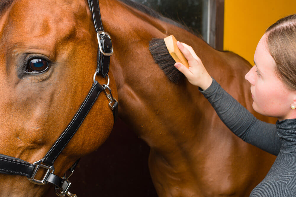 girl is grooming her horse